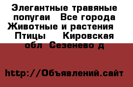 Элегантные травяные попугаи - Все города Животные и растения » Птицы   . Кировская обл.,Сезенево д.